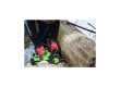 Цепная пила аккумуляторная Greenworks 2007707UA 24V 25см c 1хАКБ 2Ач и ЗУ